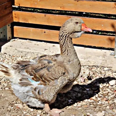 Brunello Con Veranda E Piscina Condivisa Apartman *